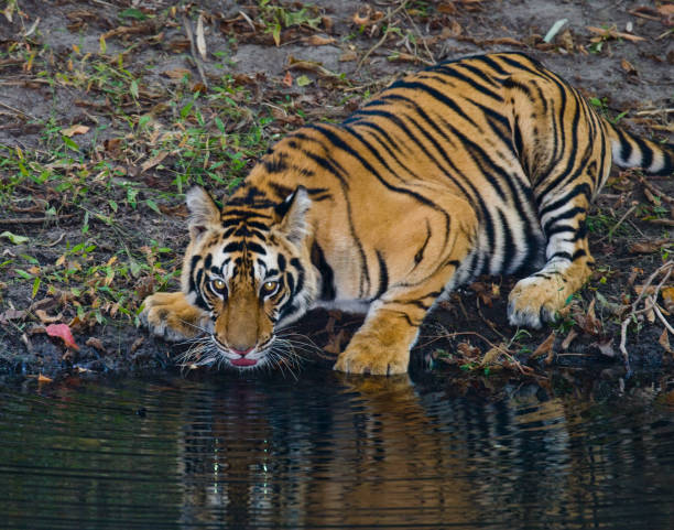 istock Wild Bengal Tiger drinking water from a pond in the jungle. 674558324