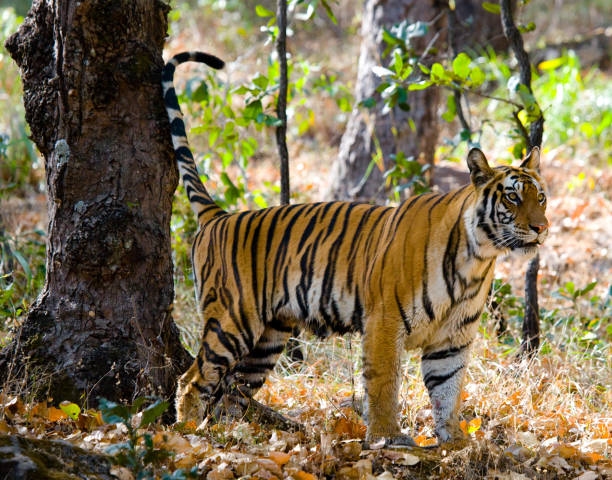 istock Wild tiger in the jungle. 674558328