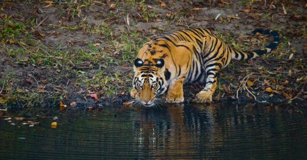 istock Wild Bengal Tiger drinking water from a pond in the jungle. 674558366