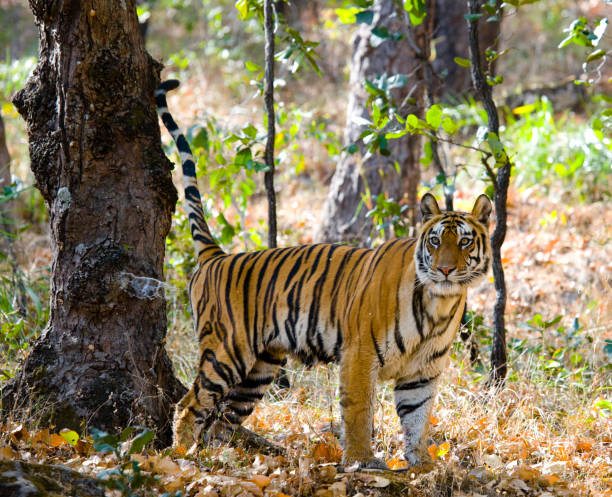 istock Wild tiger in the jungle. 674558378