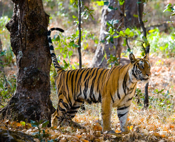 istock Wild tiger in the jungle. 674558408