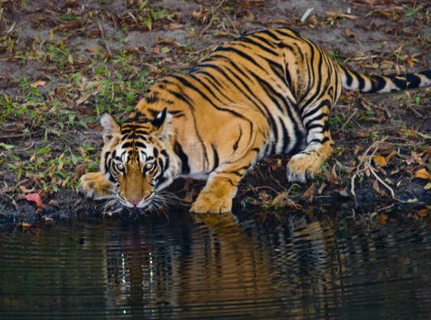 istock Wild Bengal Tiger drinking water from a pond in the jungle. 674558598