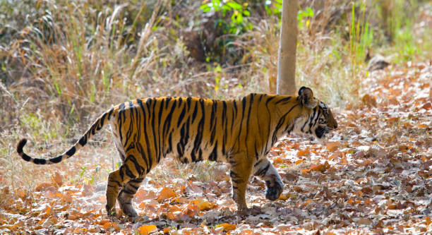 istock Wild tiger in the jungle. 674558674