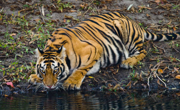 istock Wild Bengal Tiger drinking water from a pond in the jungle. 674559092