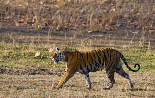 istock Wild tiger walking along the road in the jungle. 674559126