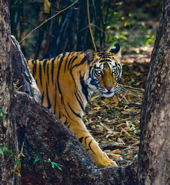 istock Wild tiger in the jungle. 674559428