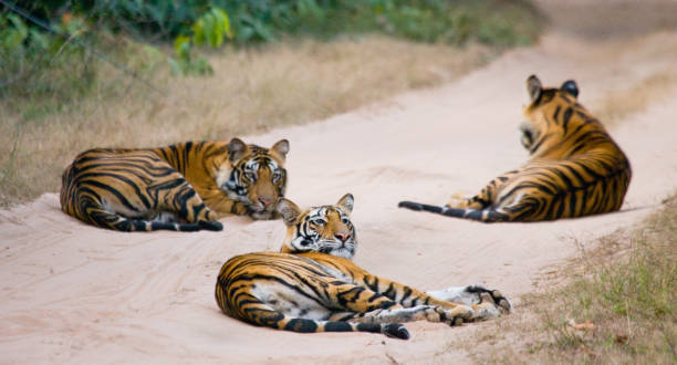 istock Three wild tiger in the jungle. 674561666