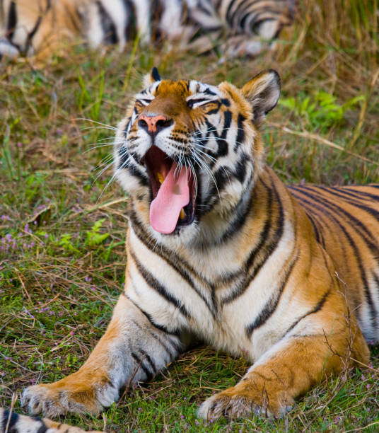 istock Wild Bengal Tiger lying on the grass and yawns. 674563876