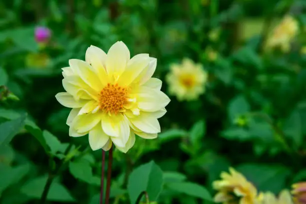 Picture of a yellow dahlia flower blooming in the garden