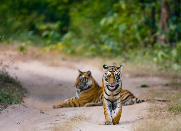 istock Two wild tiger on the road. 674564406