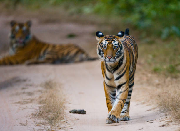 istock Wild tiger walking along the road in the jungle. 674564416