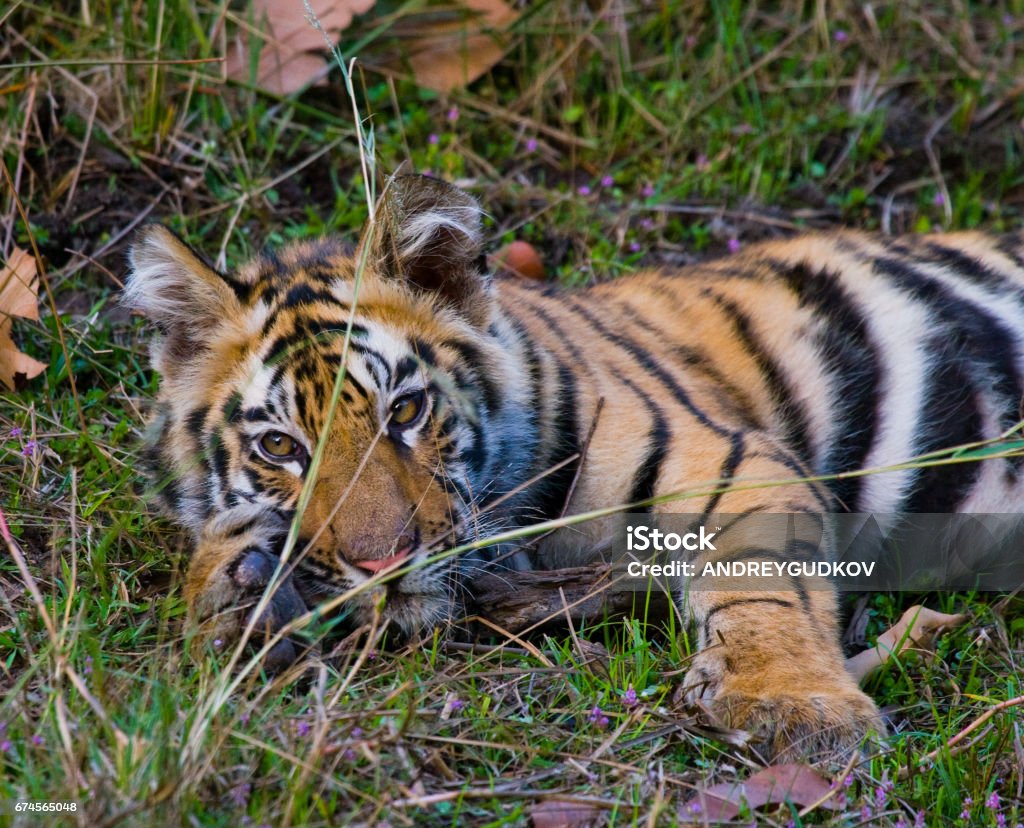 Wild Tiger Lying On The Grass Stock Photo - Download Image Now - Animal, Animal Wildlife, Animals Attacking - iStock Wild Tiger Lying On The Grass Stock Photo - Download Image Now - Animal, Animal Wildlife, Animals Attacking - iStock
