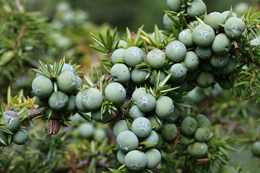 berries of common juniper, Juniperus communis