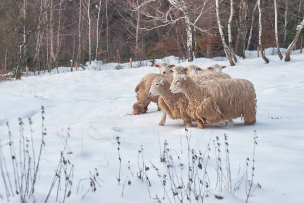 istock Kent sheep in a cold white winter landscape 674567372