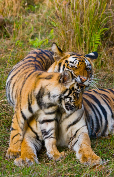istock Two wild tigers are lying on grass. 674568138
