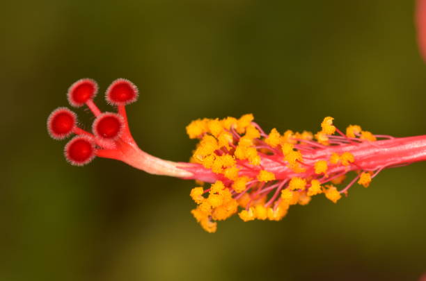 istock Red Hibiscus flower anther and stigma macro 674568758