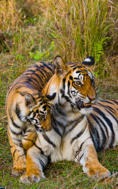 istock Two wild tigers are lying on grass. 674571242
