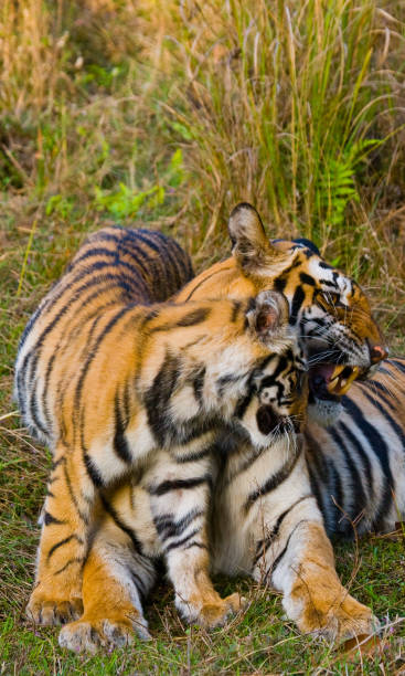 istock Two wild tigers are lying on grass. 674571412