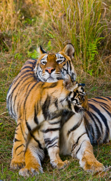 istock Two wild tigers are lying on grass. 674571500