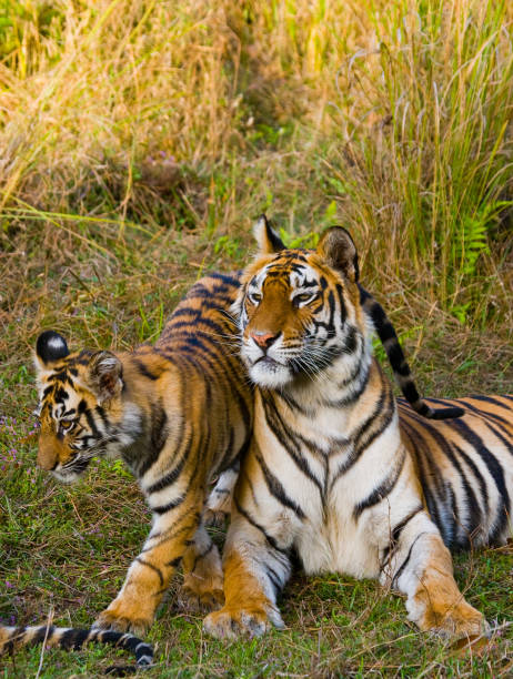 istock Two wild tigers are lying on grass. 674571746