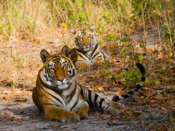 istock Three wild tiger in the jungle. 674574526
