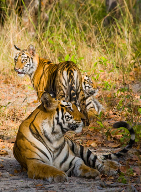istock Three wild tiger in the jungle. 674574730