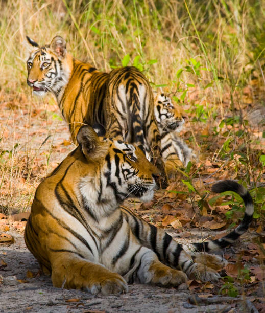 istock Three wild tiger in the jungle. 674574734