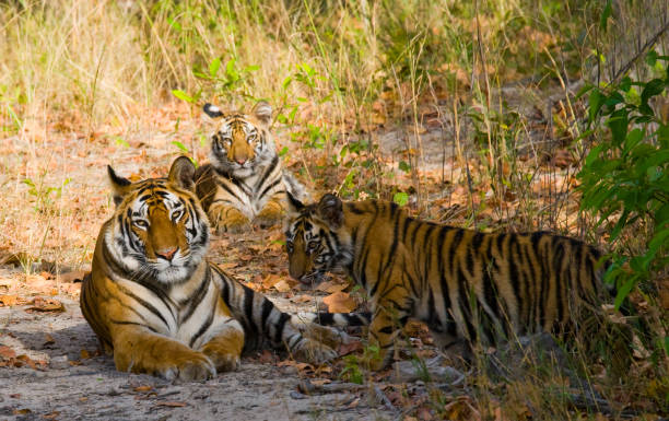 istock Three wild tiger in the jungle. 674574758