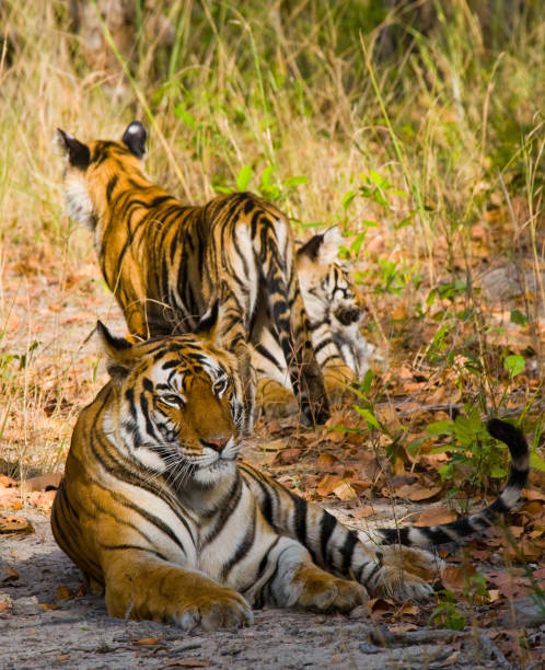 istock Three wild tiger in the jungle. 674574796