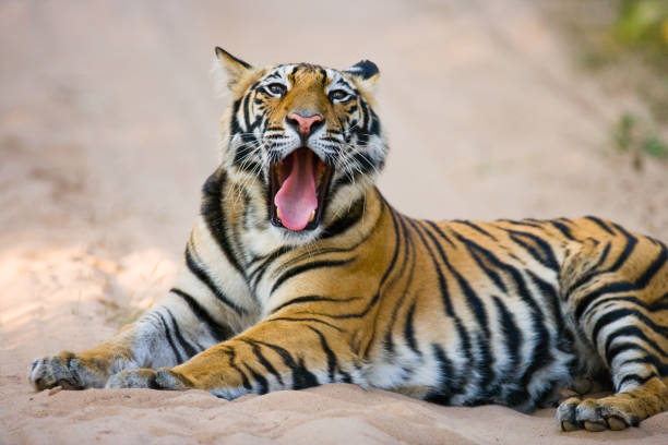 istock Wild Bengal Tiger lying on the road in the jungle. 674574896