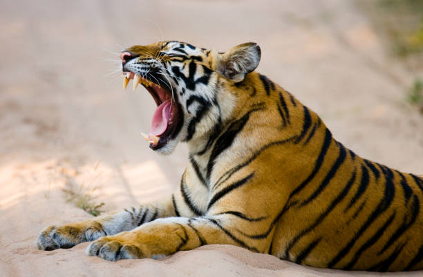 istock Wild Bengal Tiger lying on the road in the jungle. 674574908