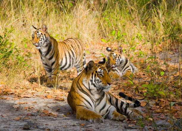 istock Three wild tiger in the jungle. 674575032