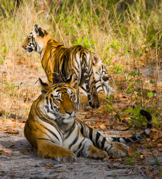 istock Three wild tiger in the jungle. 674575058