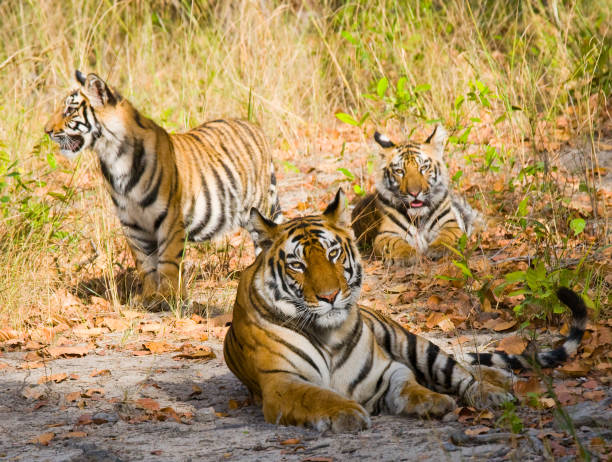 istock Three wild tiger in the jungle. 674575142