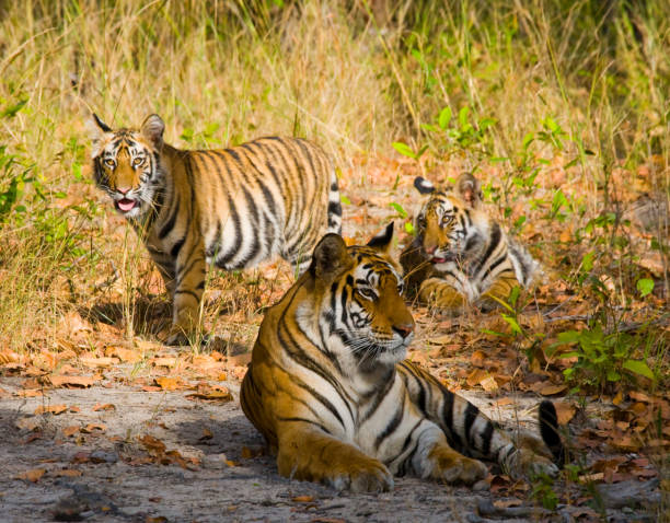 istock Three wild tiger in the jungle. 674575160