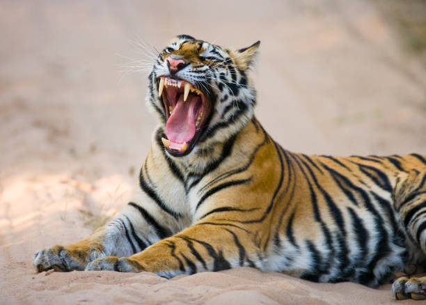 istock Wild Bengal Tiger lying on the road in the jungle. 674575202