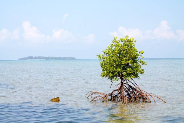 istock close up of small mangrove in Karimunjawa 674575268