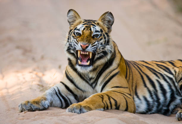 istock Wild Bengal Tiger lying on the road in the jungle. 674575308