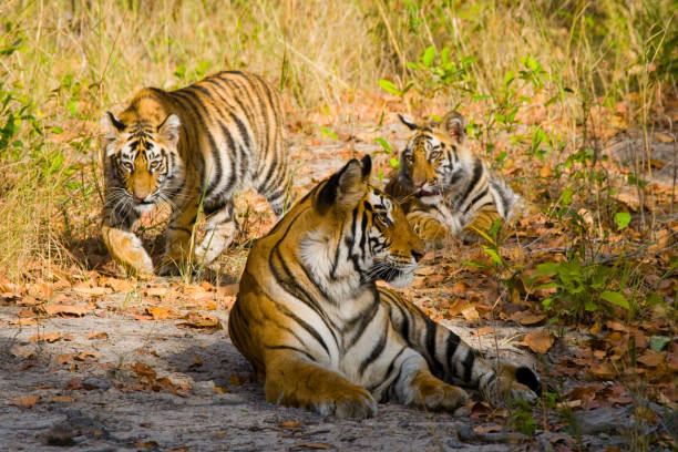 istock Three wild tiger in the jungle. 674575316
