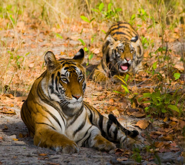 istock Two wild tigers are lying on grass. 674575318