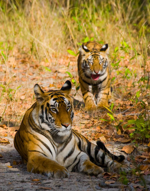 istock Two wild tigers are lying on grass. 674575442