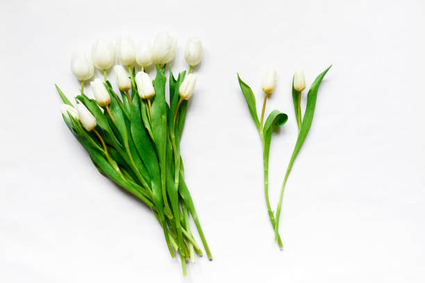 istock Top view of white tulips 674575496
