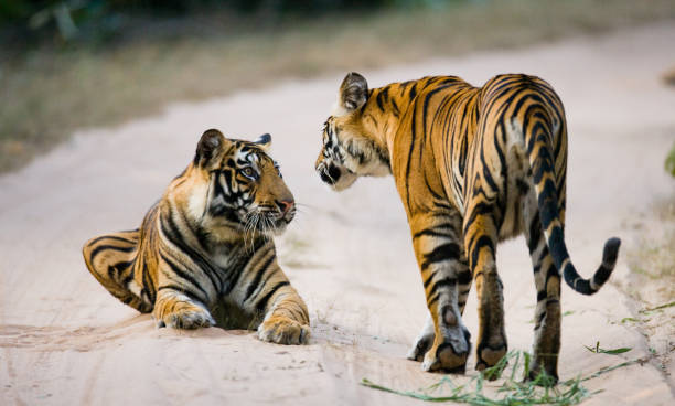 istock Two wild tiger on the road. 674575584