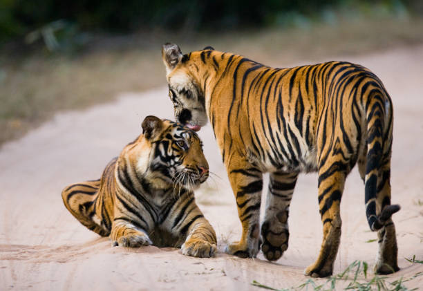 istock Two wild tiger on the road. 674575754