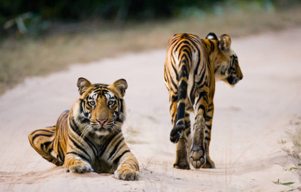 istock Two wild tiger on the road. 674575926
