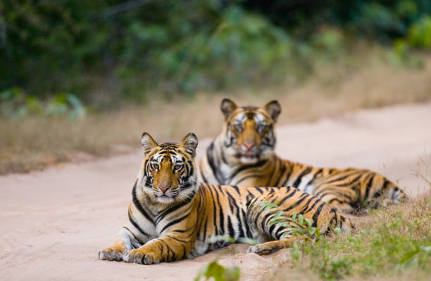 istock Two Bengal tiger lying on the road in the jungle. 674578128
