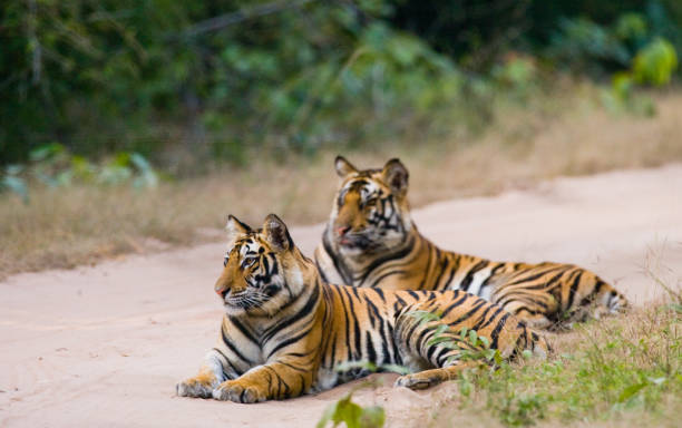 istock Two Bengal tiger lying on the road in the jungle. 674578262