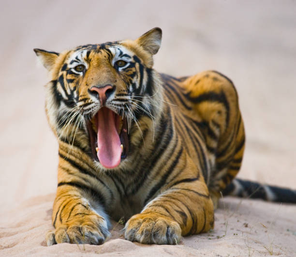 istock Wild Bengal Tiger lying on the road in the jungle. 674578270