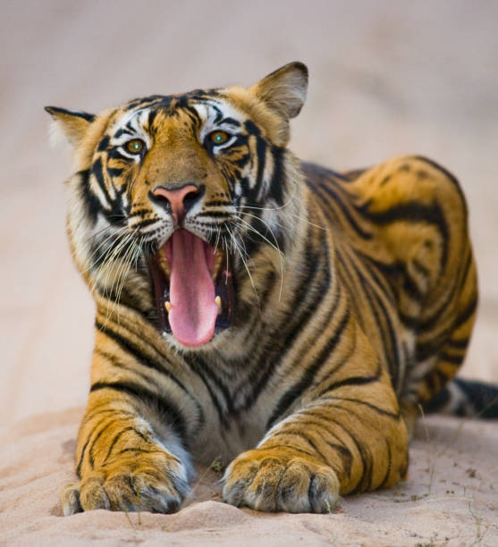 istock Wild Bengal Tiger lying on the road in the jungle. 674578280