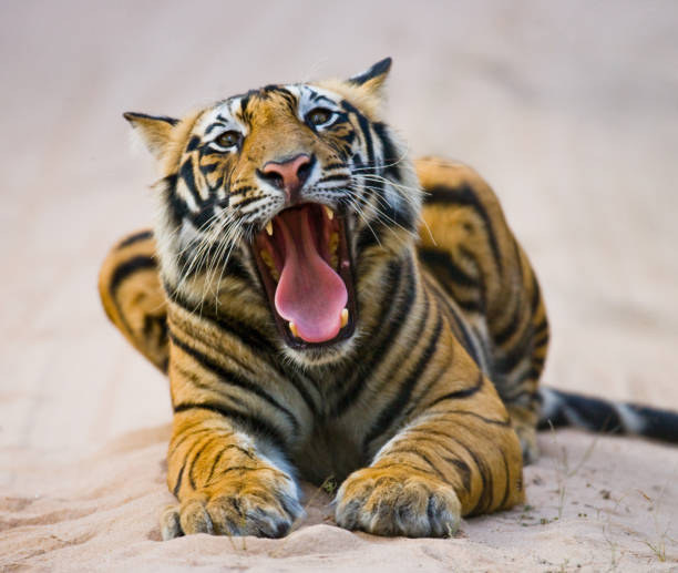 istock Wild Bengal Tiger lying on the road in the jungle. 674578358